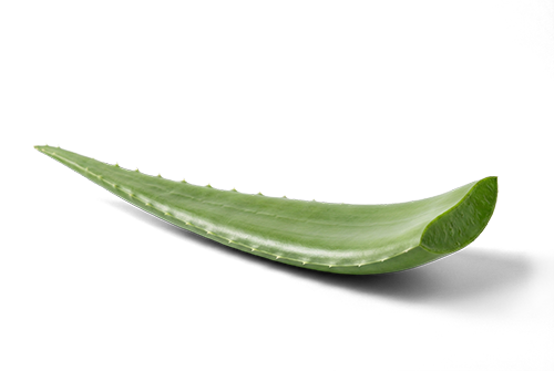Frisch abgeschnittenes grünes Aloe Vera Blatt mit reichhaltigem Gel