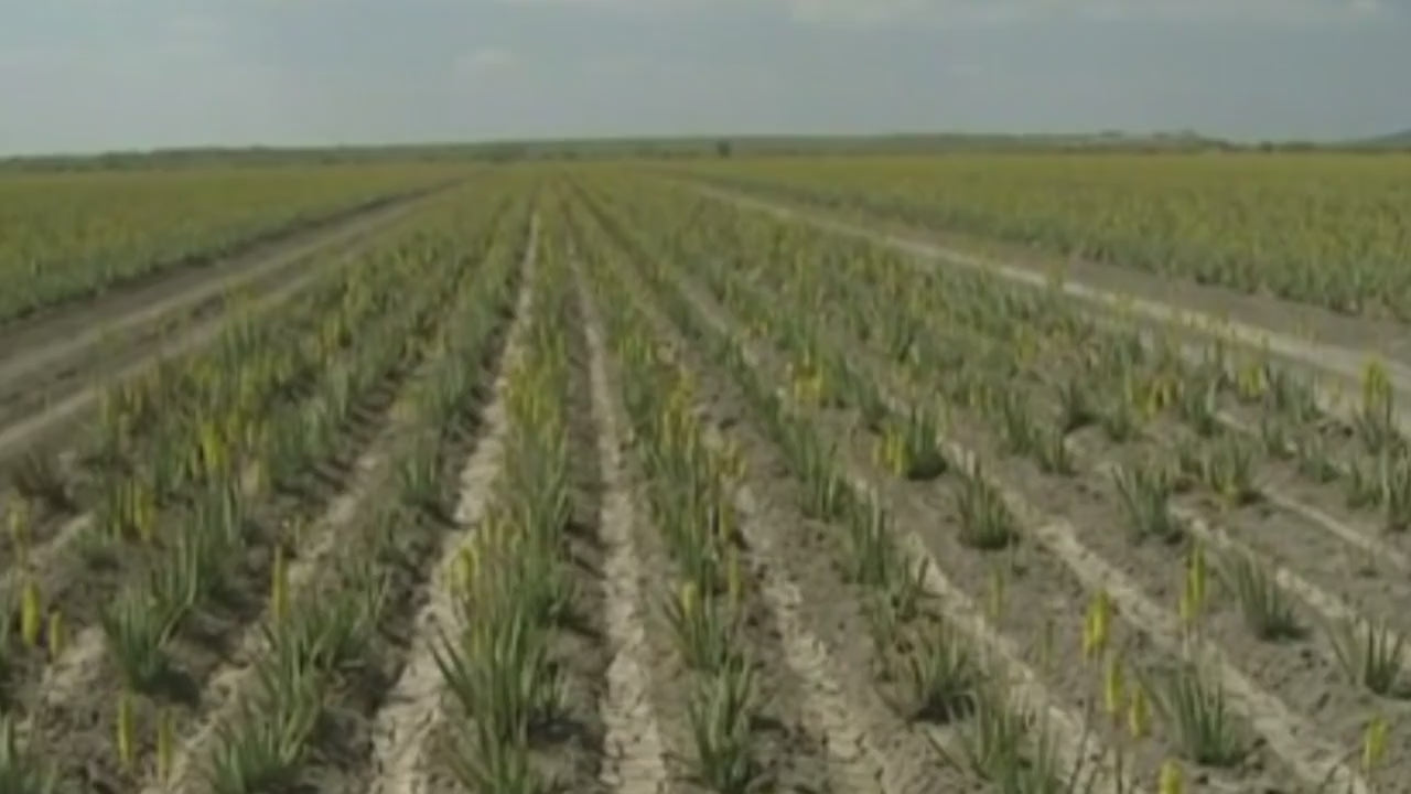 Grüne Aloe Vera Pflanzen wachsen auf einem weiten Feld in der Natur